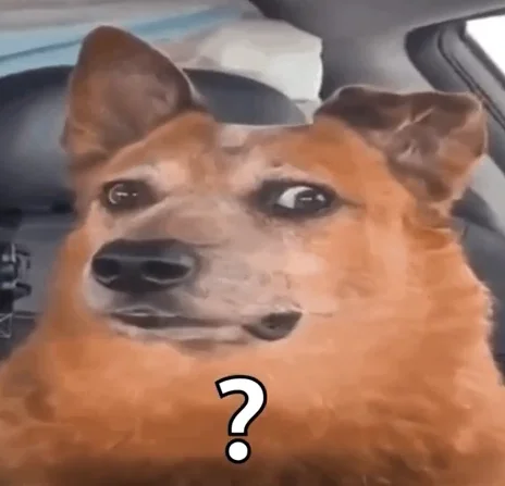 柴犬坐在車上斜眼看鏡頭、一臉疑惑的梗圖，下方有一個問號